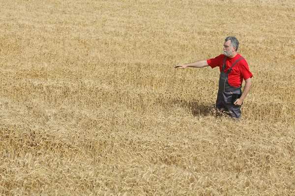 Agricultural scene, farmer or agronomist inspect wheat field — Stock Photo, Image