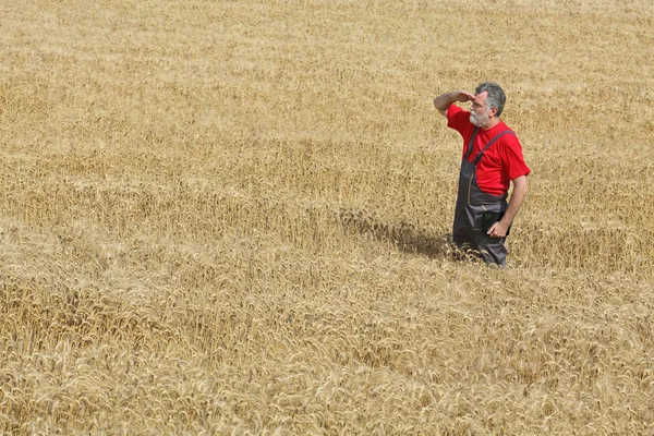 Landbrukssted, gårdbruker eller gårdbruker inspiserer hveteåker – stockfoto