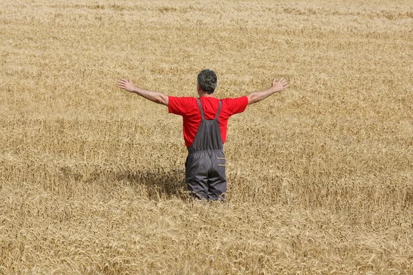 Tarım sahne, buğday alanında çiftçi — Stok fotoğraf