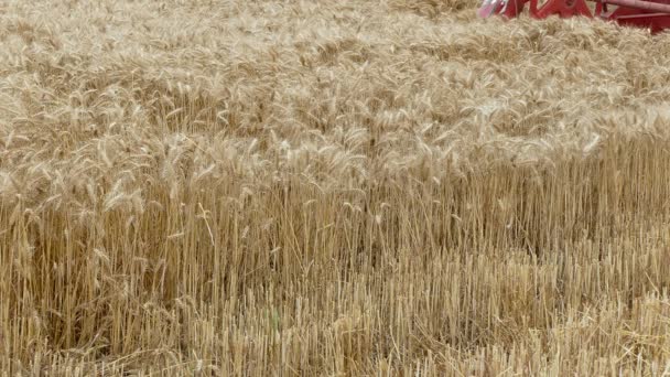 Agricultura, cosecha de trigo — Vídeos de Stock