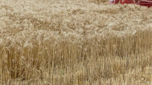 Agriculture,wheat harvest — Stock Video