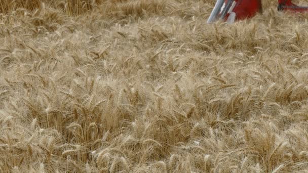 Agricultura, cosecha de trigo — Vídeos de Stock
