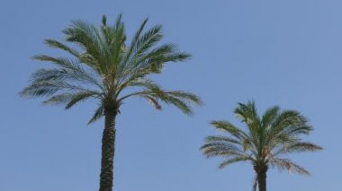 Mavi gökyüzü üzerinde palmiye ağaçları