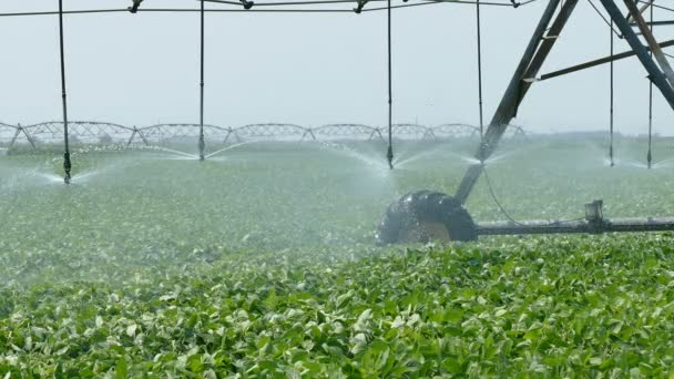 Agricultura, irrigação do campo de soja — Vídeo de Stock