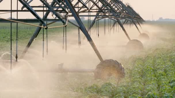 Landwirtschaft, Bewässerungsanlagen für Sojabohnen im Sonnenuntergang — Stockvideo
