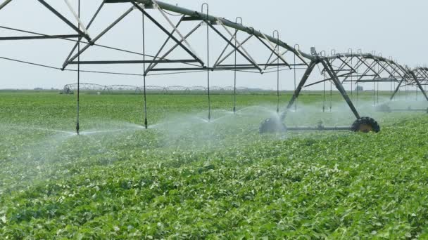 Agricultura, rega do campo de soja — Vídeo de Stock