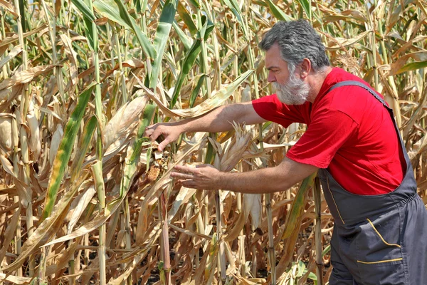 Escena agrícola, agricultor o agrónomo inspeccionan maíz dañado fi — Foto de Stock