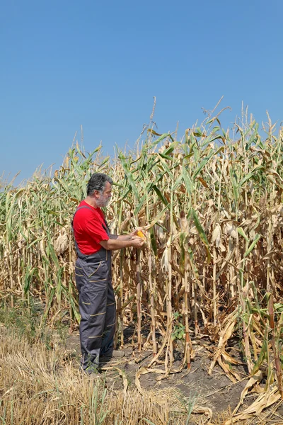 Agricultural scene, farmer or agronomist inspect corn field — Stock Photo, Image