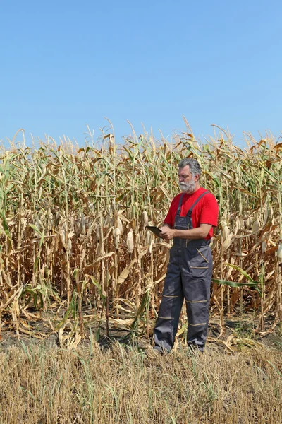Escena agrícola, agricultor o agrónomo inspeccionar campo de maíz — Foto de Stock