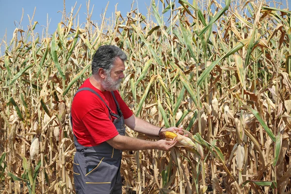 Scena agricolă, fermier sau agronomist inspectează câmpul de porumb — Fotografie, imagine de stoc