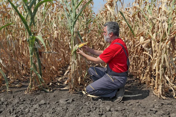 Escena agrícola, agricultor o agrónomo inspeccionar campo de maíz — Foto de Stock