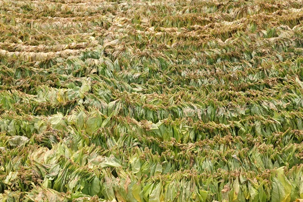 Secagem do tabaco na maneira tradicional — Fotografia de Stock