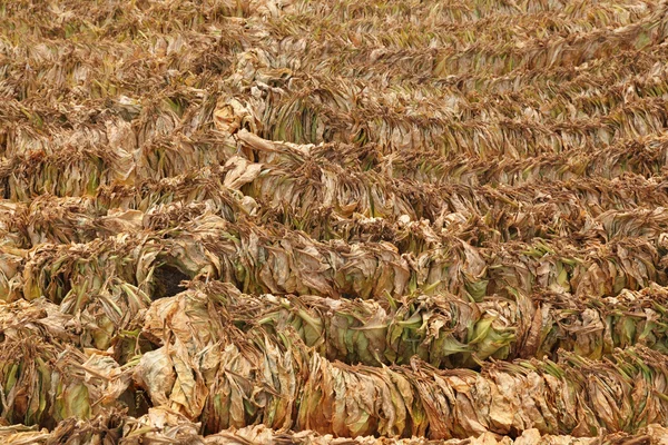 Tobacco drying on traditional way — Stock Photo, Image