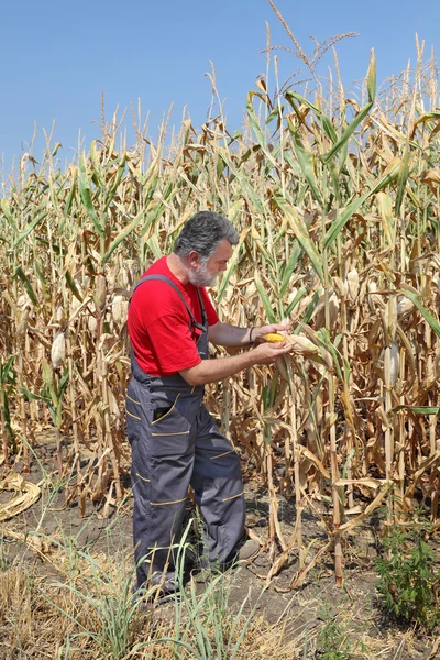 Escena agrícola, agricultor o agrónomo inspeccionar campo de maíz —  Fotos de Stock