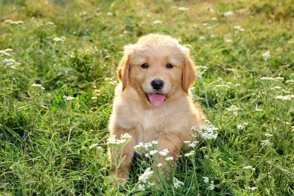 Genç golden retriever