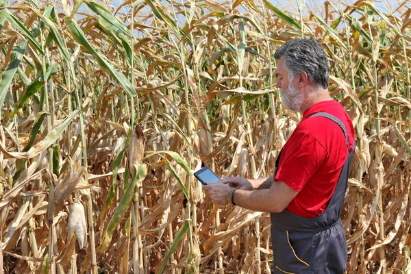 Agricultor examina campo de maíz — Foto de Stock