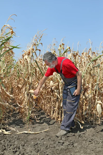 Landwirt untersucht Maisfeld — Stockfoto
