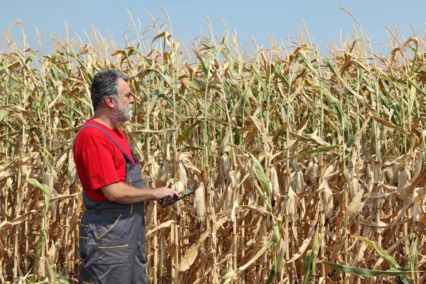 Boer onderzoeken maïsveld — Stockfoto