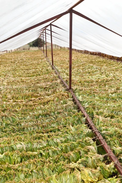 Traditional tobacco drying — Stock Photo, Image