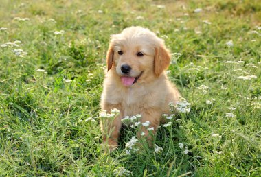 Genç golden retriever
