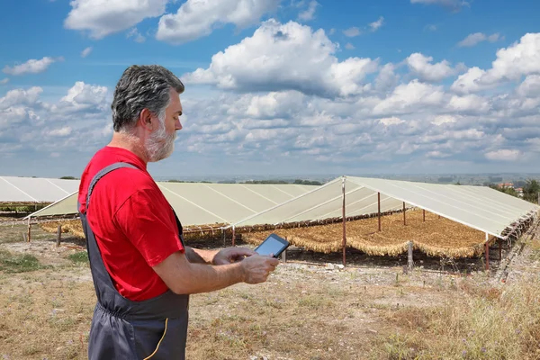 Farmer and tobacco drying — Stock Photo, Image