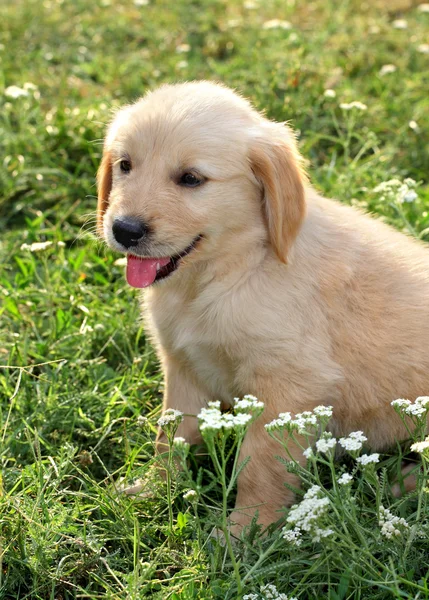 Młody złoty pies myśliwski — Zdjęcie stockowe