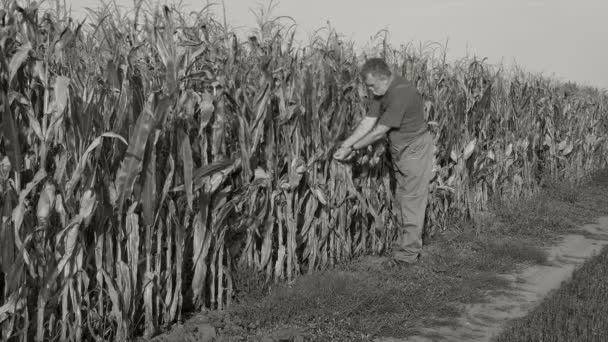 Фермер на кукурузном поле, монохромные кадры — стоковое видео