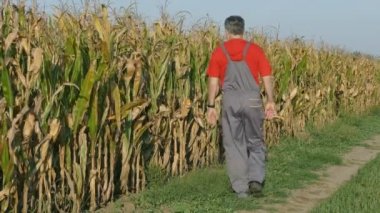 Çiftçi ve Mısır alan