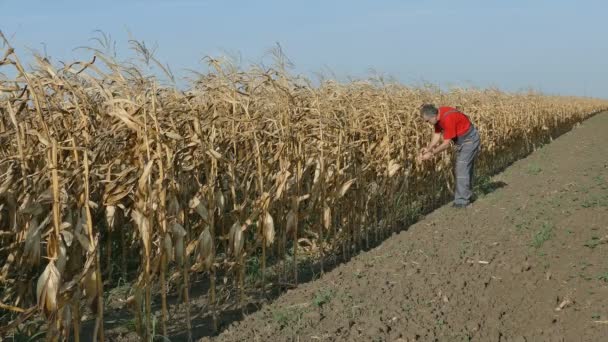 Landbouwer in maïsveld — Stockvideo
