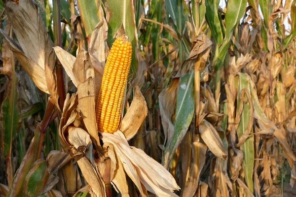 Planta de maíz lista para la cosecha —  Fotos de Stock