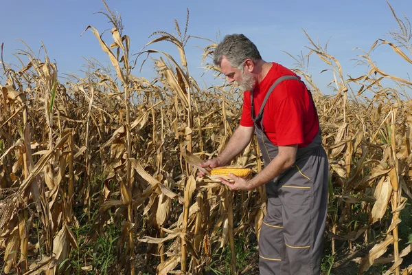 Zemědělské scény, farmář nebo agronom zkontrolovat kukuřičné pole — Stock fotografie