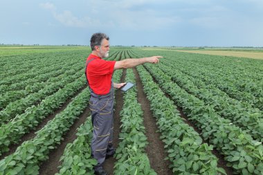 Çiftçi ya da soya fasulyesi alanında tablet ile Ziraat Mühendisi
