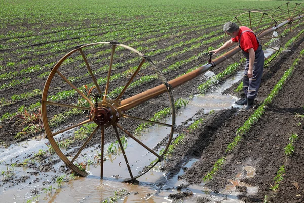 Landbouw scène, boer in paprika veld met water systeem — Stockfoto