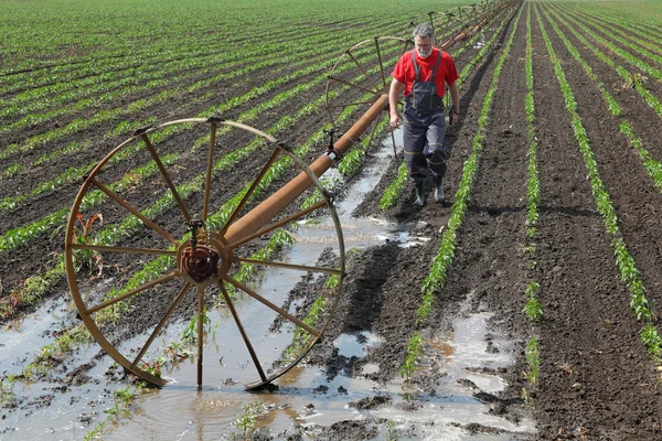 Jordbruk, bonde i paprika fältet med bevattning system — Stockfoto