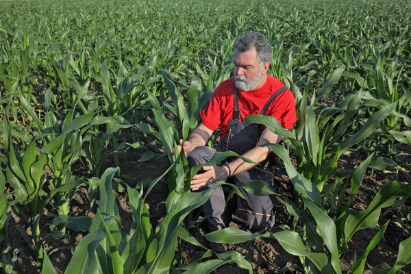 Landwirtschaftsszene, Bauer im Maisfeld — Stockfoto