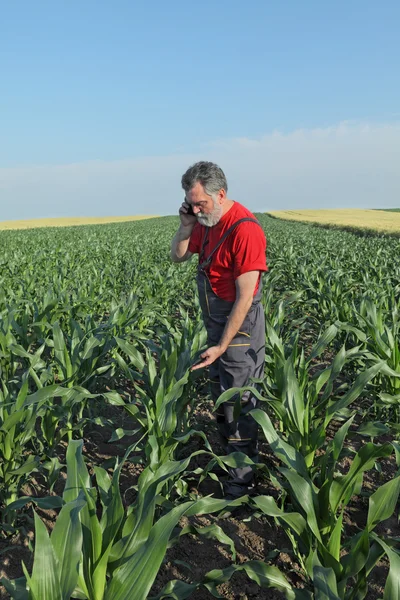 Agricultural scene, farmer in corn field — Stock Photo, Image