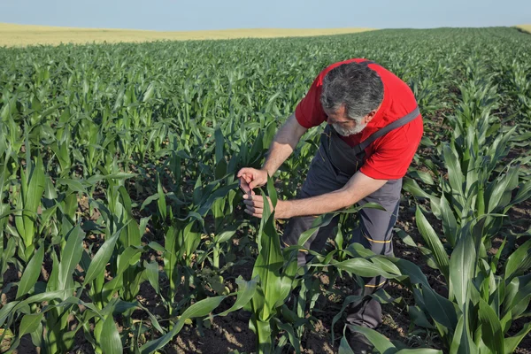 Zemědělské scéna, farmář v kukuřičném poli — Stock fotografie