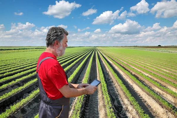 Farmář zkontrolovat mrkev pole — Stock fotografie