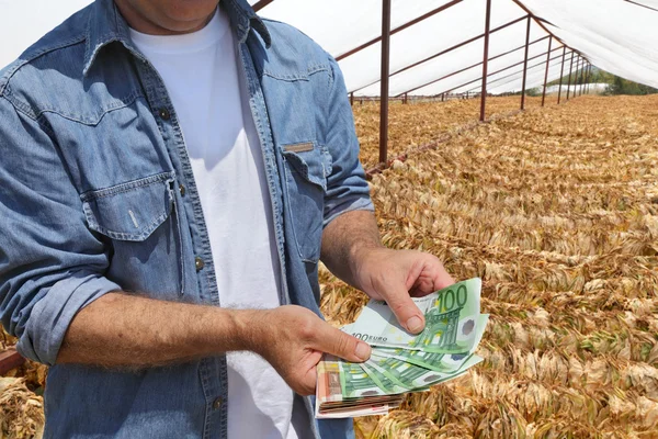 L'agricoltore detiene denaro con il tabacco sullo sfondo — Foto Stock