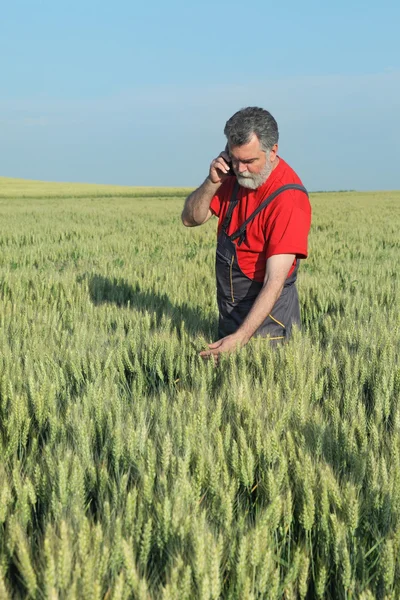 Agricultor inspeciona campo de trigo — Fotografia de Stock