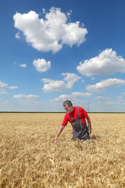 Un agriculteur ou un agronome inspecte un champ de blé — Photo