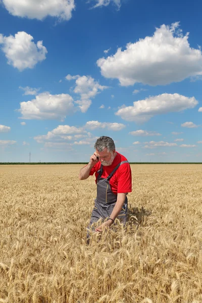 Agricultor inspeciona campo de trigo — Fotografia de Stock