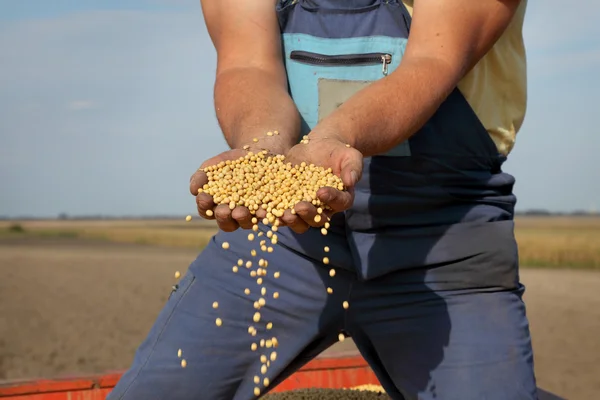 Farmář drží úrodu fazolí sójová — Stock fotografie