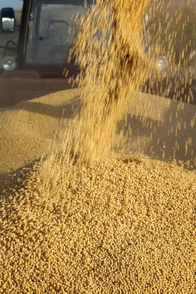 Soy bean harvest — Stock Photo, Image