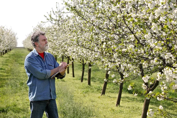 Agricultor ou agrônomo em pomar de cereja — Fotografia de Stock