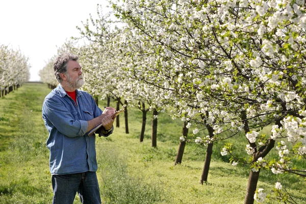 Landwirt oder Agronom im Kirschgarten — Stockfoto