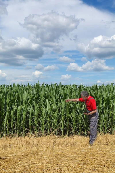 Landbouw, boer in maïsveld — Stockfoto