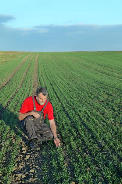 Agricultura, agricultor examina campo de trigo — Fotografia de Stock