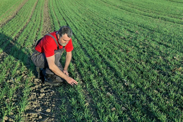 Agricultura, agricultor examina campo de trigo —  Fotos de Stock