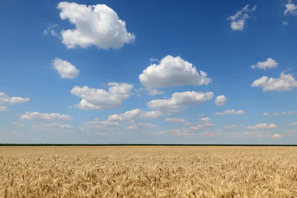 Pšeničné pole před sklizní počátkem léta — Stock fotografie